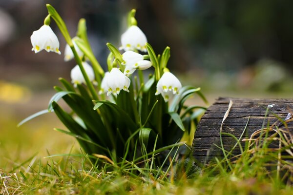 Fiore all inizio della primavera nella foresta