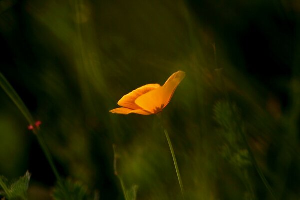 Macro de disparo de la flor naranja sobre un fondo borroso