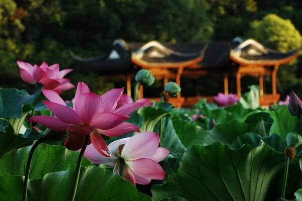 Pink flowers in the pond next to the gazebo