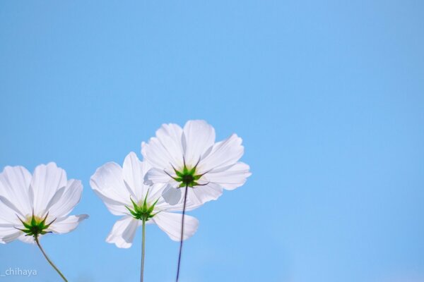 Flowers on a blue sky background