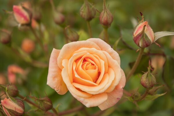 Ripresa macro del bocciolo di rosa