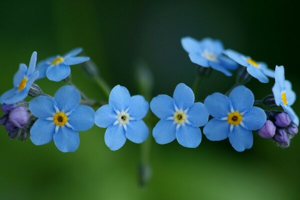 Macro couleur: bleu Myosotis