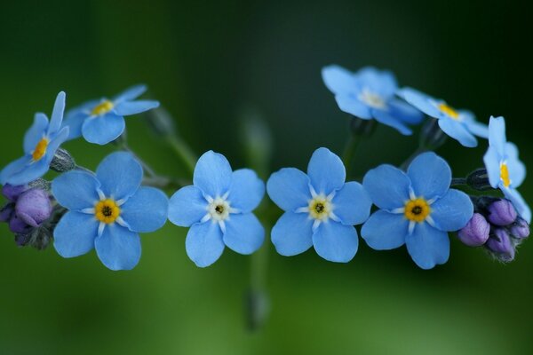Макросъемка цветов: голубые незабудки