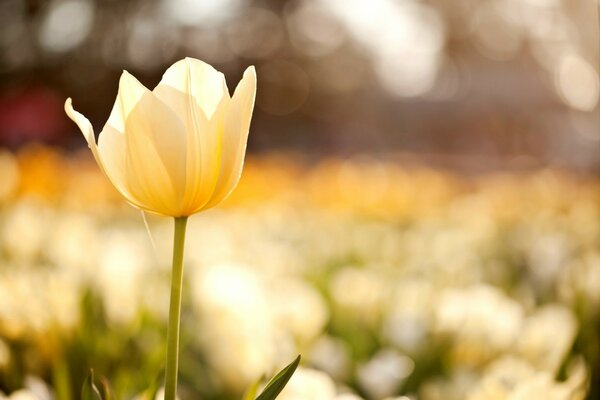 Macro photo of a yellow tulip in the field