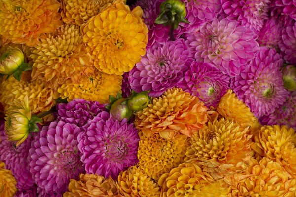 Énorme brassée de dahlias multicolores