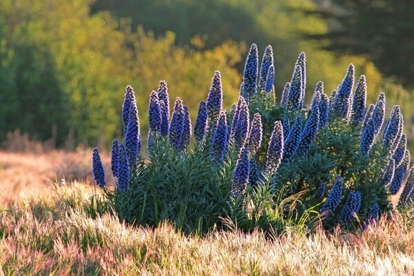 Blaue Blumen im Feld