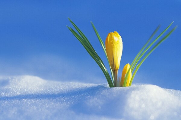 Foto der ersten Blume unter dem Schnee