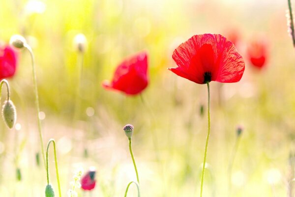 Field of poppies macro shooting