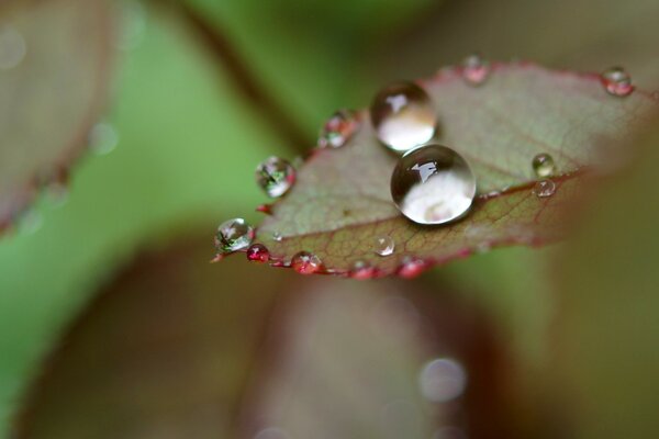 Morning dew drops on a leaf