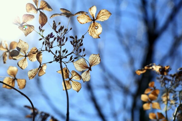 Schöne Blume am blauen Himmel