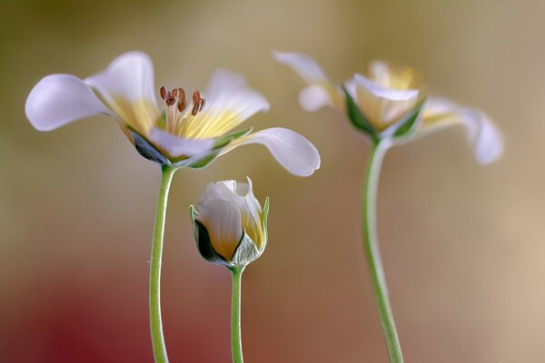 Bocciolo di fiori su uno sfondo semplice