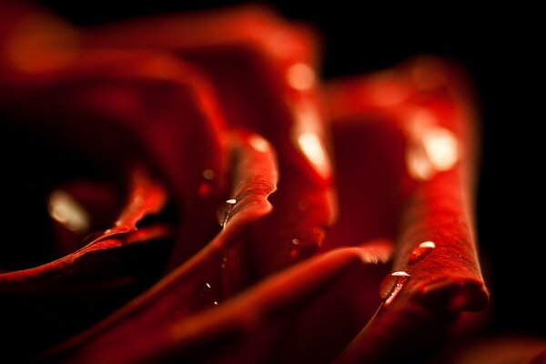 Rose petals close-up