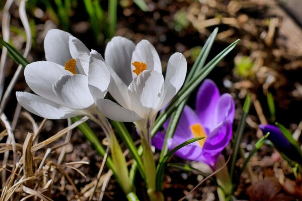 Two white crocuses and one purple