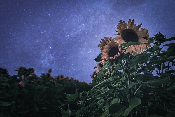 Cielo notturno e girasole