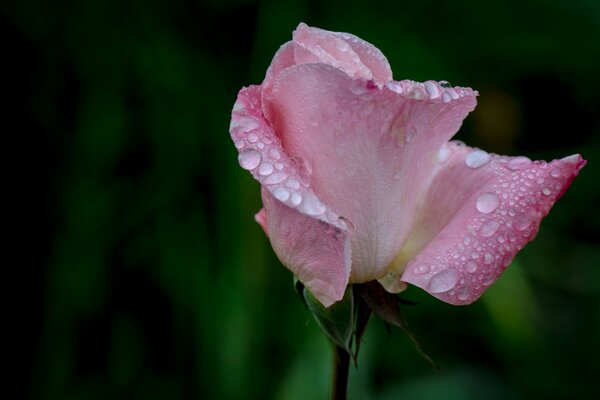 Rocío de la mañana en rosa rosa