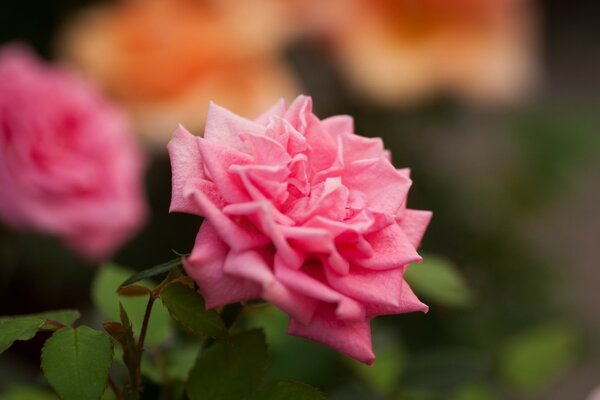 Foto einer Rose in Nahaufnahme
