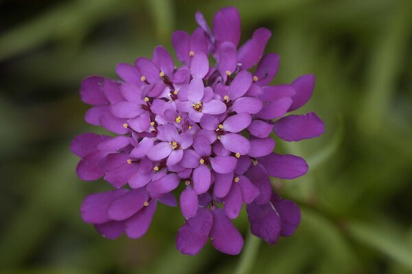 Purple flower with many petals close-up