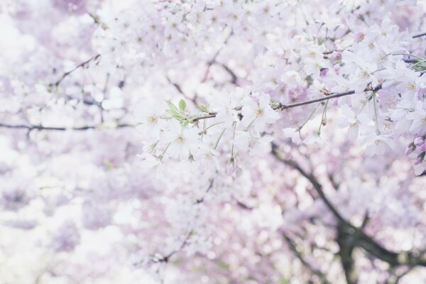 Foto della fioritura primaverile degli alberi