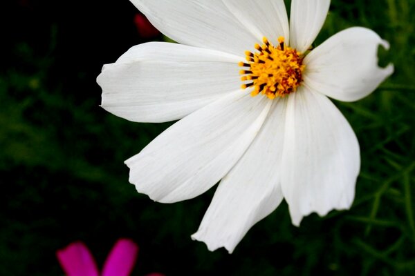 Hermosa flor blanca en el fondo