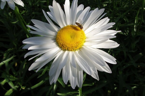 Eine Biene auf einer Kamillenblüte sammelt Honig