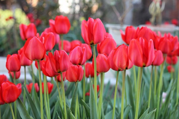 Kwiaty tulipany kwitną w ogrodzie