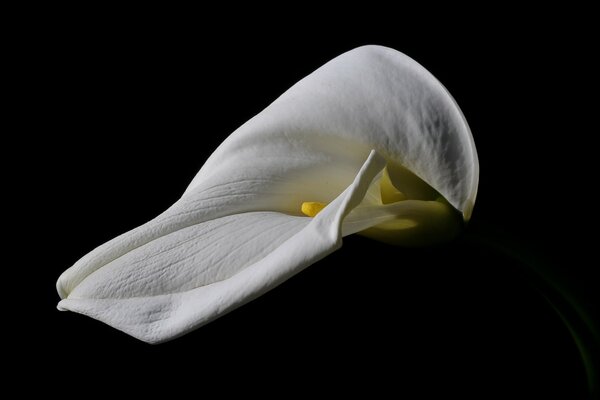 Calla sur fond noir