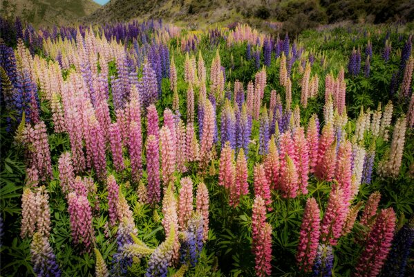 Elegantes campos de lupinos en nueva Zelanda