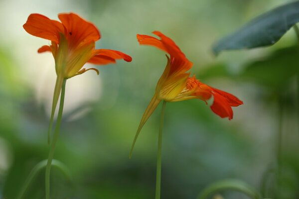 Orange flowers on a blurry background