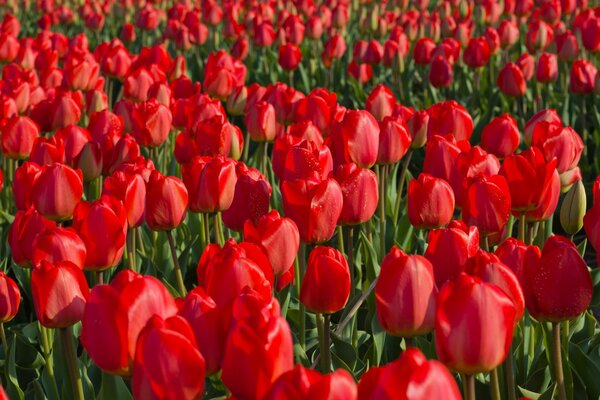 Plantación de tulipanes rojos cerca