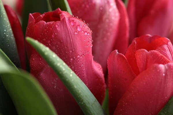 Gouttes de rosée sur les tulipes roses