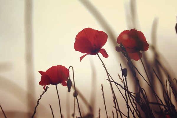 Coquelicots rouges à l aube