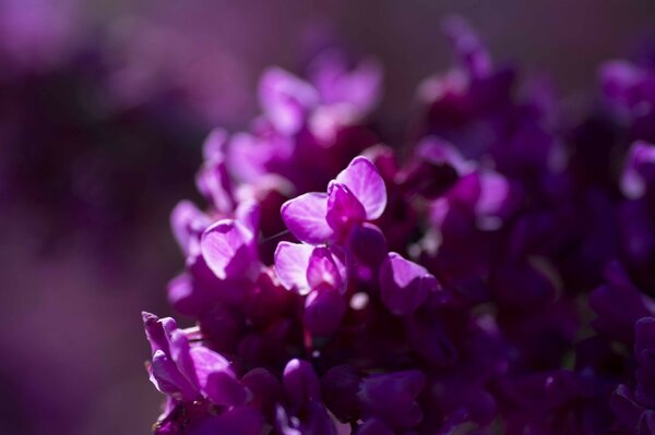 Gros plan de fleurs lilas