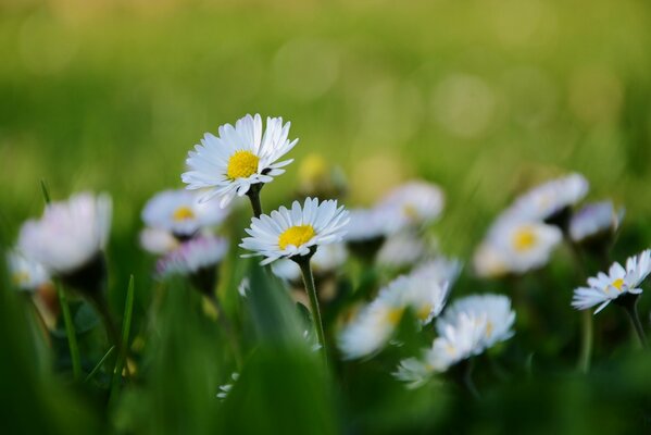 Fiori di margherite ingranditi in sfocatura