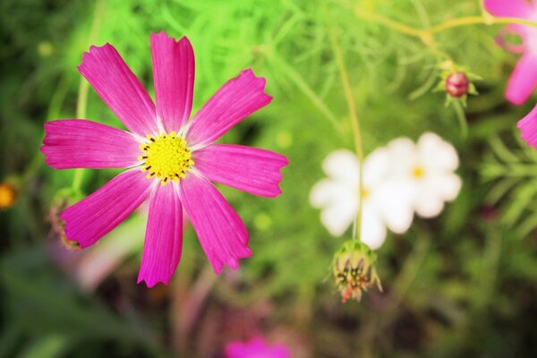 Belle fleur rose avec étamine jaune