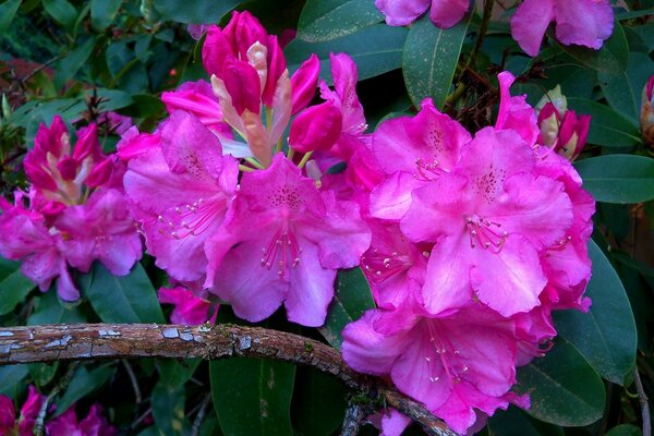 Pink Rhododendrons buds on a branch
