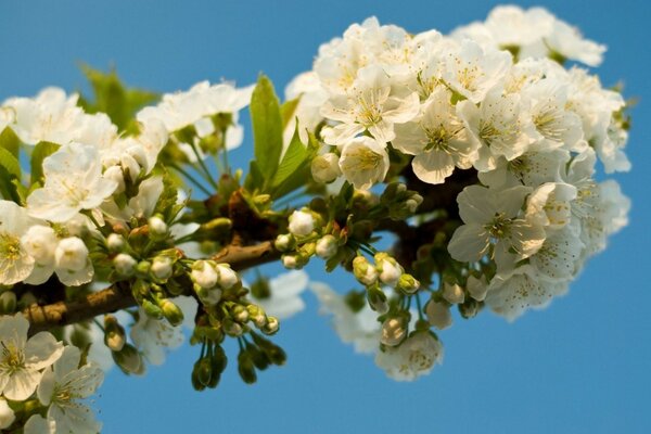 Sakura blanca durante la floración