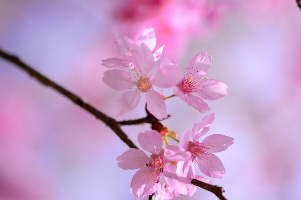 Schöne rosa Blüten im Frühling