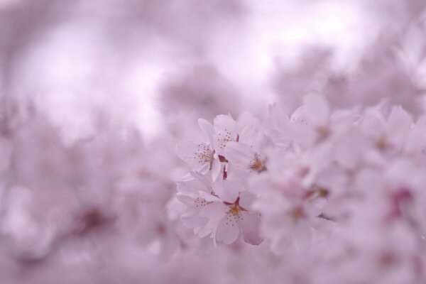 Im Frühling sind die zarten Kirschblüten sehr schön