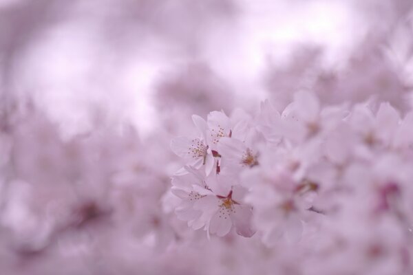 En primavera, las delicadas flores de Sakura son muy hermosas