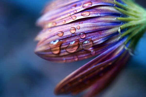 Macro photography of plants: morning dew falls from the petals