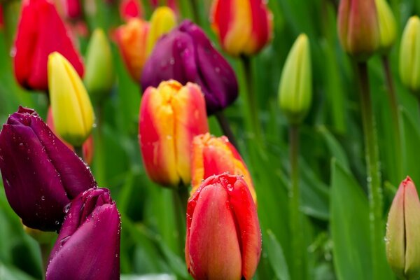 Multicolored tulips with dew drops