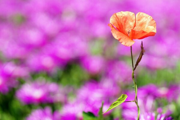 Roter Mohn auf einem Hintergrund von lila Blüten