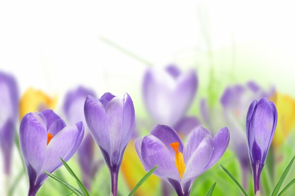 Purple flowers in the field