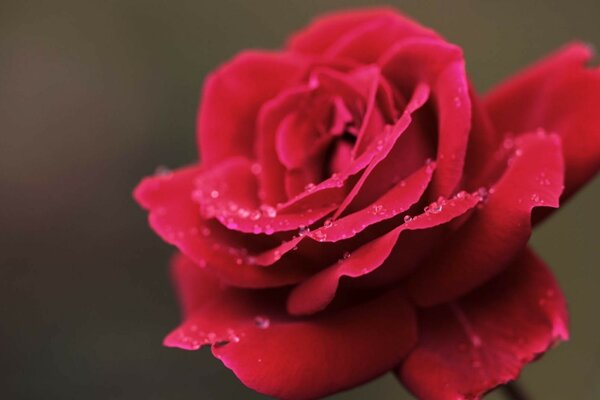 Мокрая от росы красная роза
