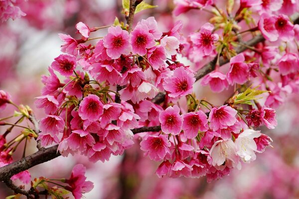 Primera floración de Sakura rosa