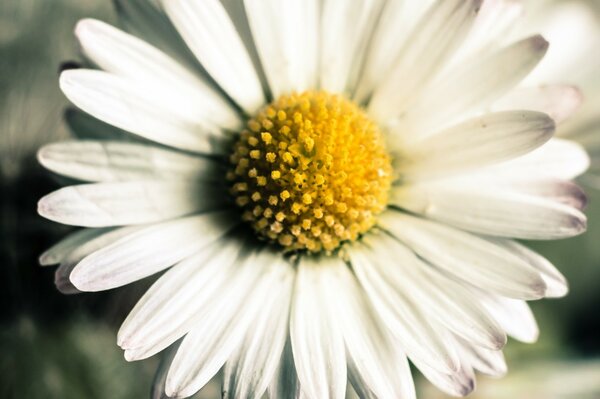 Petals of white chamomile near