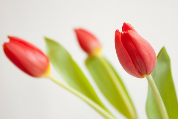 Bellissimi tulipani rossi in sfocatura