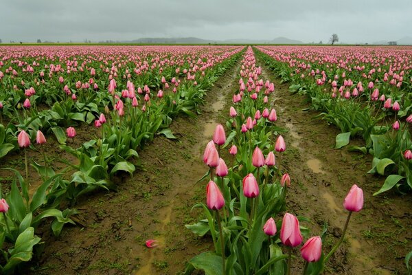 Pole plantacja różowych tulipanów