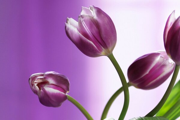 Pink tulips macro shooting