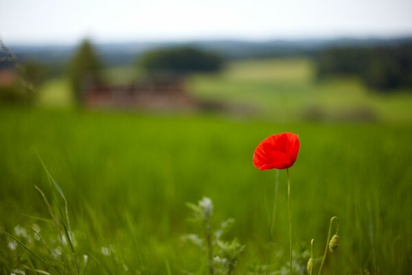 One poppy growing on the field